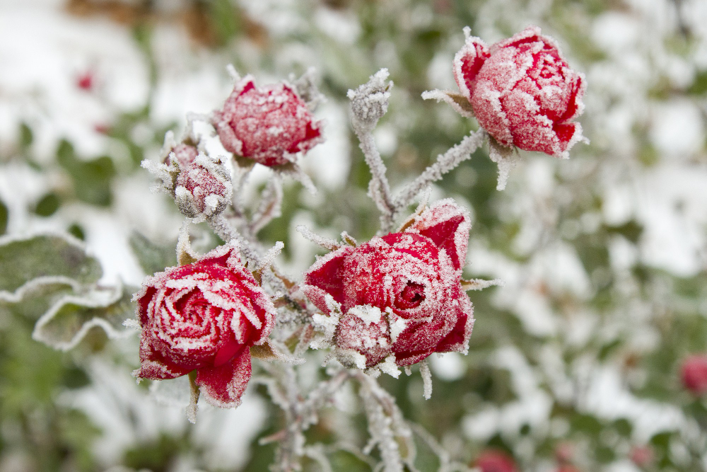 Nejlepší zimní ochrana pro růže