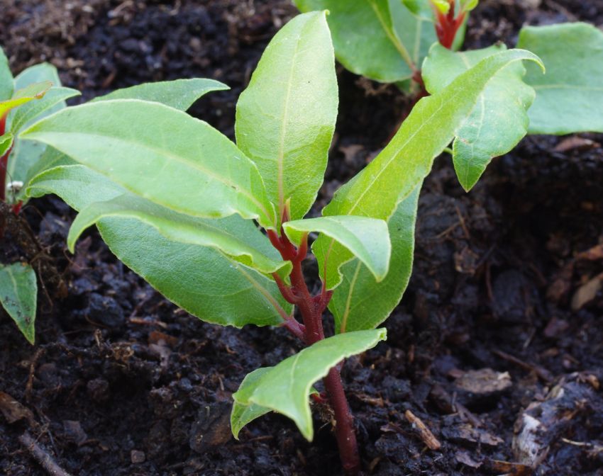 Jak pěstovat bobkový list v domě na parapetu