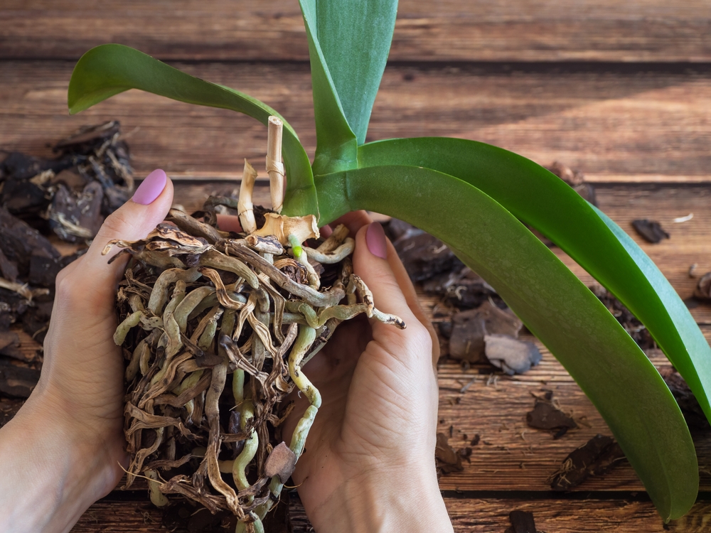 Nemocné kořeny orchideje