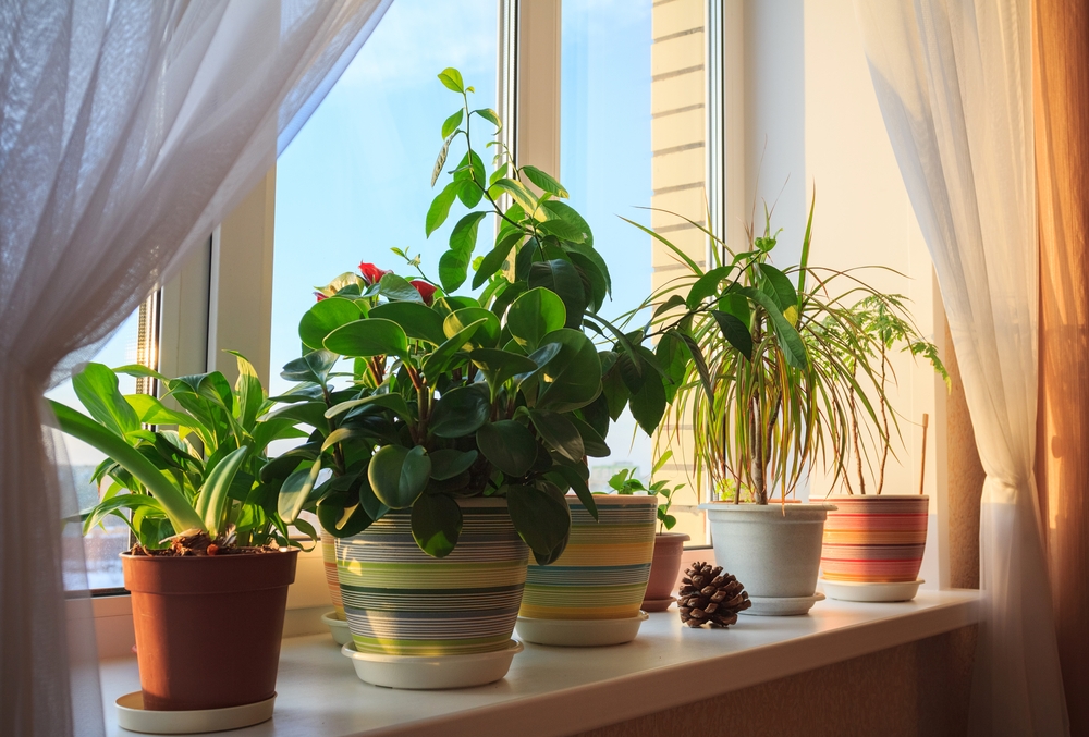 Pokojové rostliny na okenním parapetu