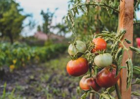 rajčata zdravá plodina
