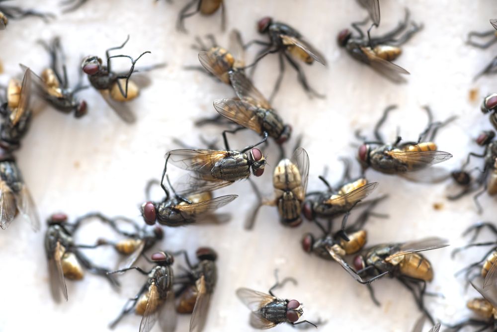 Ocet zabije mouchy i další otravný hmyz