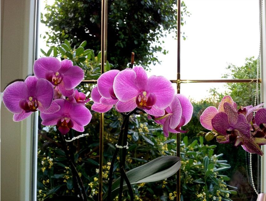 Jak určit stáří pokojové orchideje