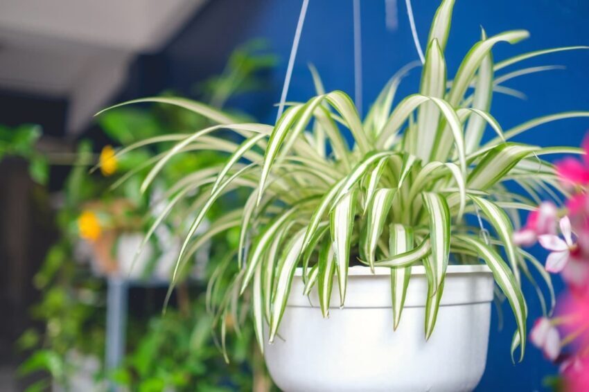 4 pokojové rostliny, které eliminují vlhkost