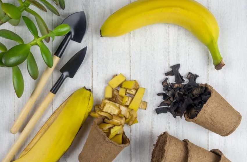 Jak využít banánovou slupku při péči o rostliny a zahradu