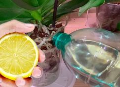 Orchidej pokvete po celý rok, pomůže jí k tomu citronová voda