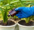 Jak hnojit rostliny kafrovým olejem
