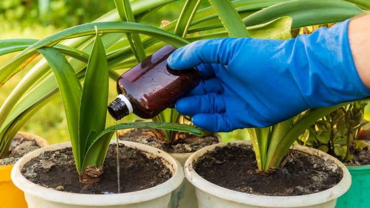 Jak hnojit rostliny kafrovým olejem
