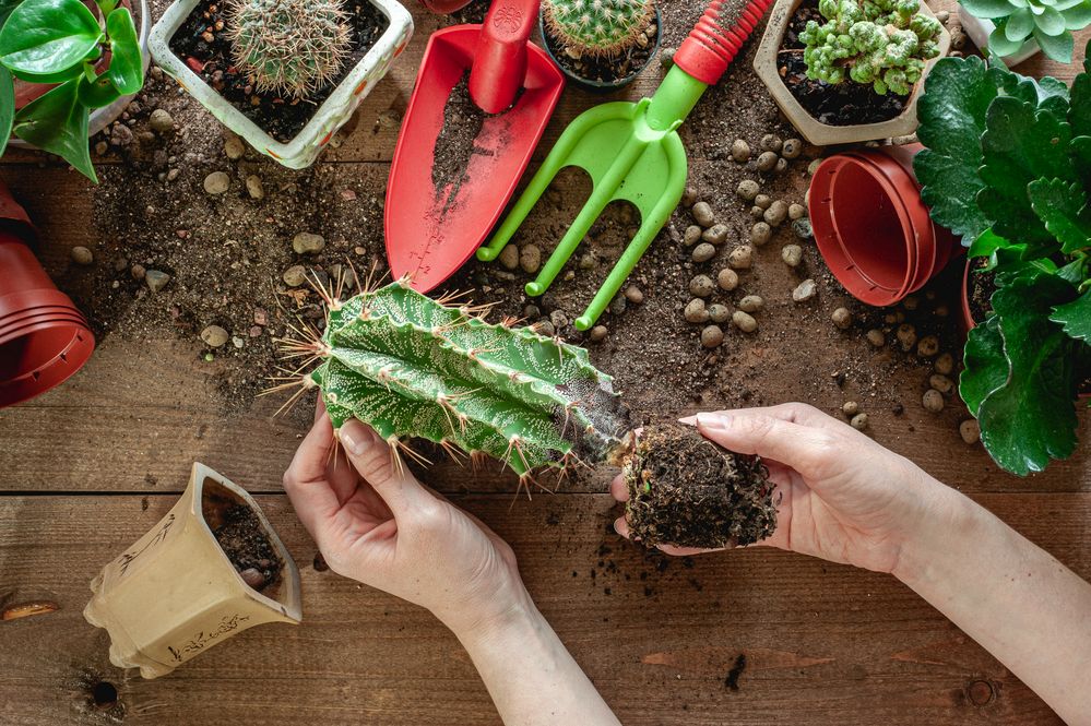 Jak vypadá záchrana nemocných kaktusů v praxi