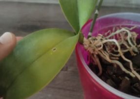 Co je třeba udělat, když kořeny orchideje trčí z květináče
