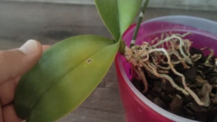 Co je třeba udělat, když kořeny orchideje trčí z květináče
