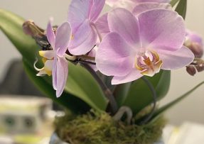 Jak množit orchideje s pomocí kořenů