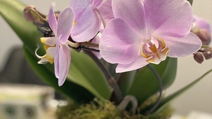 Jak množit orchideje s pomocí kořenů