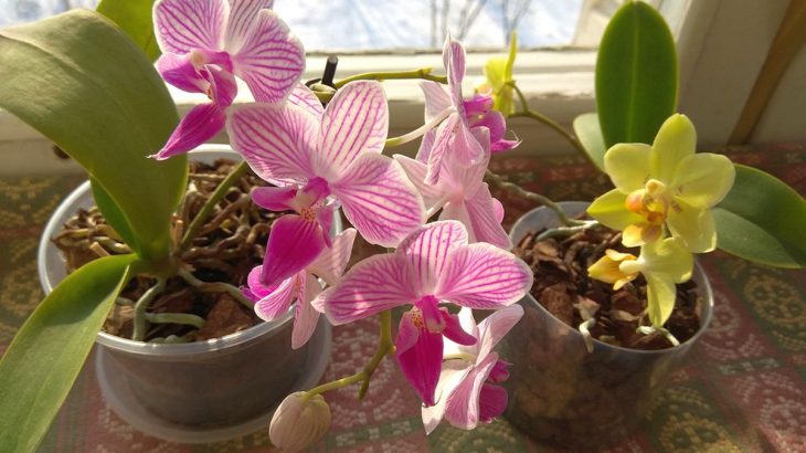 Jak přivést Phalaenopsis znovu ke květu, aby vás tato orchidej potěšila květy