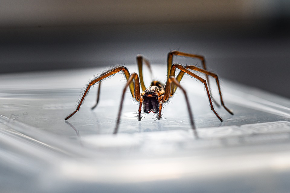 Pokud se na pavouky, kteří se potulují po vašem domově, nedíváte právě přívětivě, zkuste svůj pohled přehodnotit
