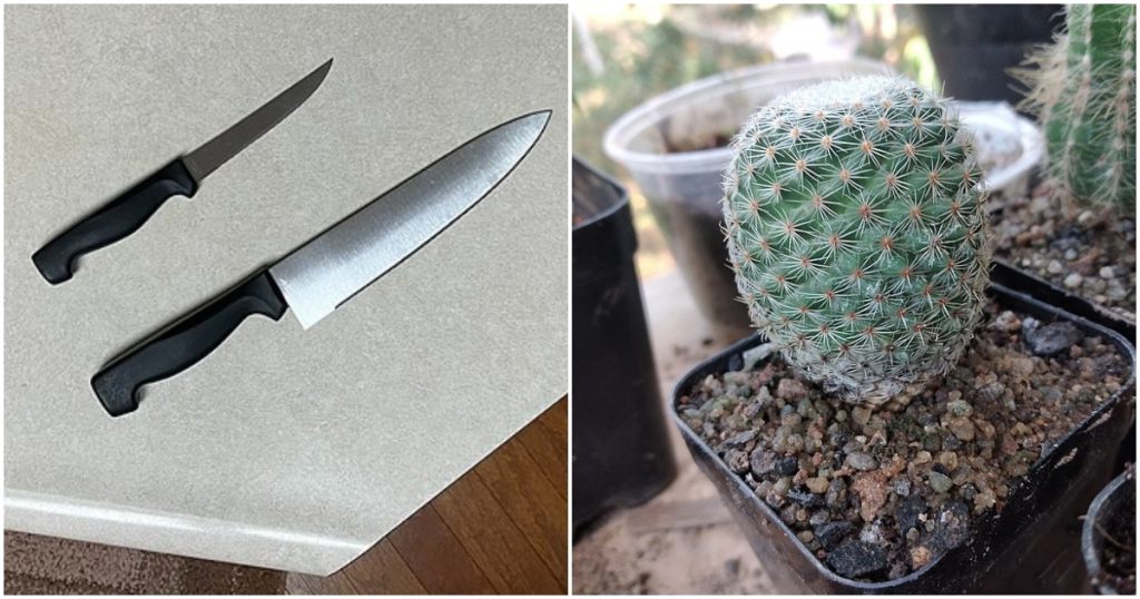 Čím hnojit kaktusy?
