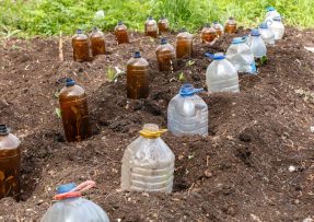 Zakopejte plastové lahve do země, umí pomoci zahradě