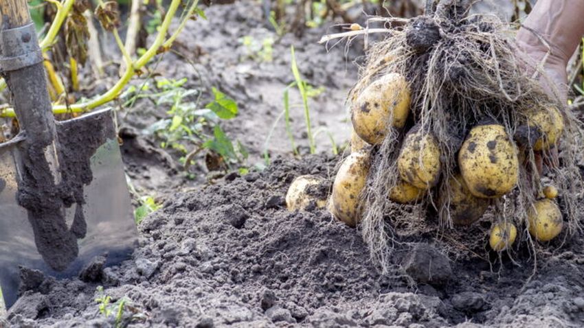 Kdy je čas vykopat brambory: Roli hrají zažloutlé vršky i odrůda