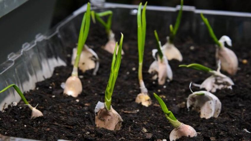 Čím hnojit česnek na jaře, aby byly jeho palice opravdu obří