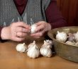 Česnekové slupky ze zahrady při správné aplikaci odeženou svilušky i mšice