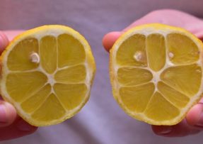 Šikovné použití citronu zachrání i nemocné a zanedbané rostliny