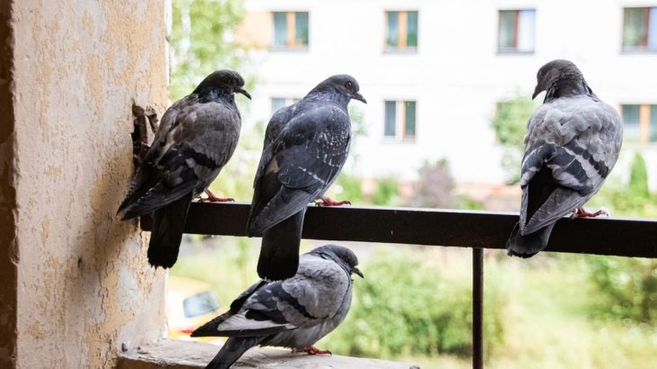 Jak vypudit holuby z balkonu