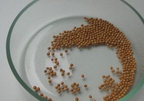 Jak doma otestovat semínka: Ke kontrole jejich kvality postačí sklenice