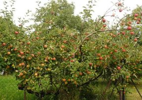 Proč větve jabloně usychají: Na vině může být mnoho faktorů