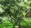 Hnojení jabloní, které zdvojnásobí úrodu během sezóny