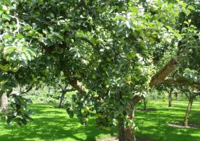 Hnojení jabloní, které zdvojnásobí úrodu během sezóny