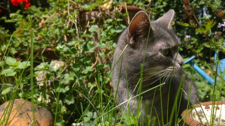 Jak vyrobit repelent proti kočkám na zahradě z přírodních ingrediencí