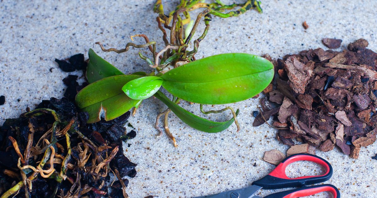 Plný parapet jen z jednoho listu: Orchidej lze rozmnožit starou zahrádkářskou praktikou