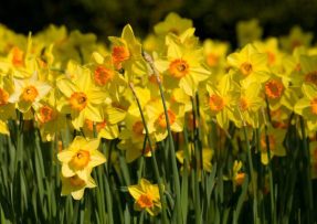 Jak a čím hnojit pozdní narcisy na jaře, aby nádherně vykvetly