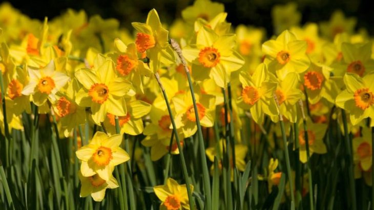 Jak a čím hnojit pozdní narcisy na jaře, aby nádherně vykvetly