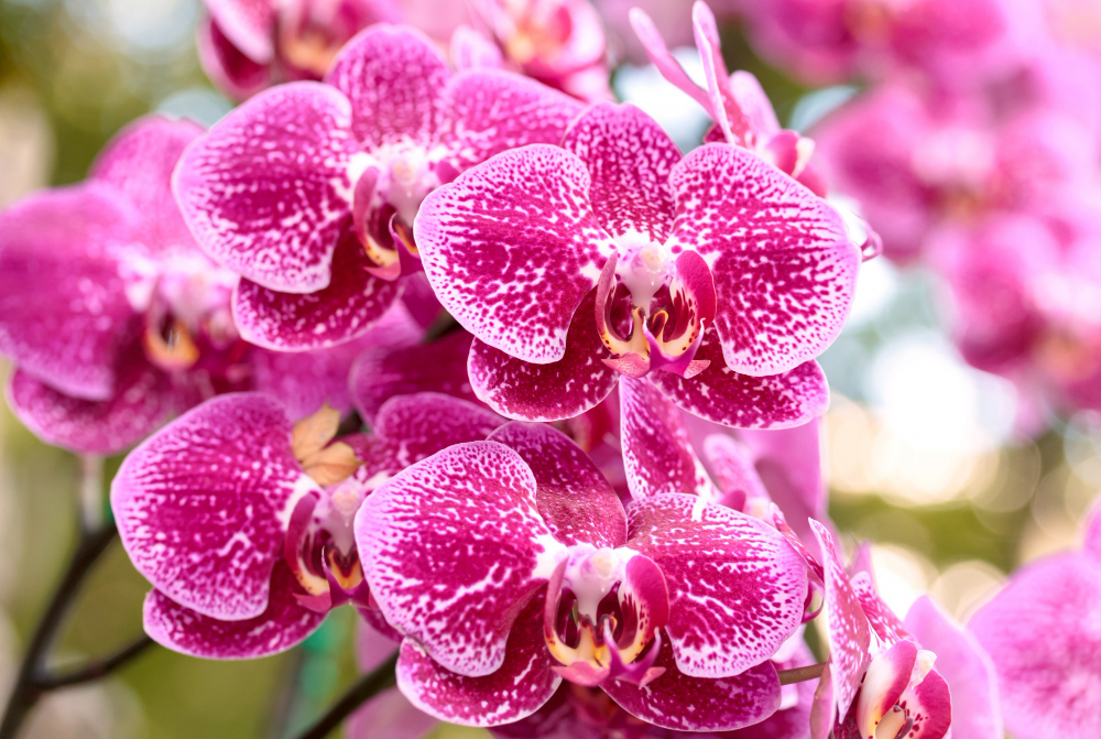 Orchideje pokvetou po celý rok: Vše zařídí výluh z bramborových slupek