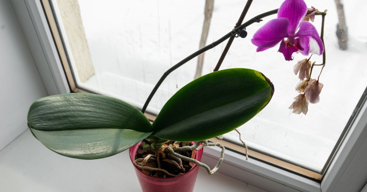 Sklenice kouzelné vody a orchidej kvete celý rok: Vše zařídí výluh z bramborových slupek