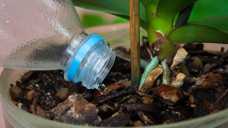 Co dělat, když orchideje nekvete – pomoci může gel z Aloe vera