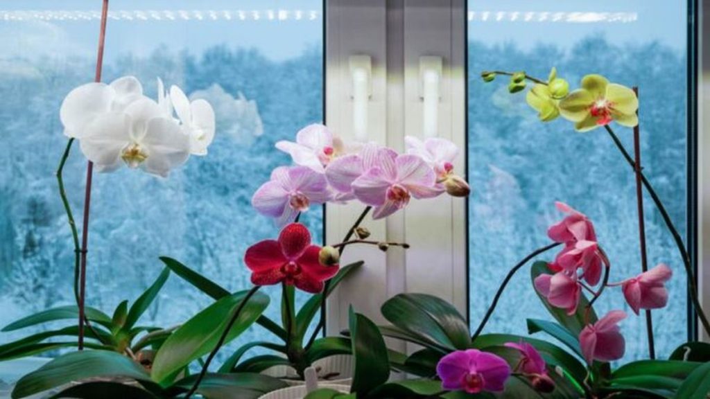 Co přidat do vody určené pro zálivku orchidejí, aby kvetly po celý rok