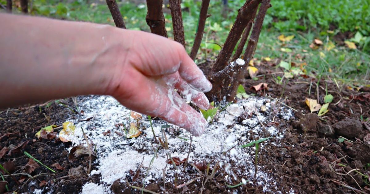 Rybíz bude mít obří bobule, stačí pod něj vhodit síru