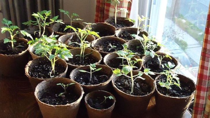 Jak na pěstování rajčat: Jde to i z plátků, klidně i v květináči