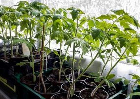 Jak připravit výživné hnojivo pro sazenice z droždí