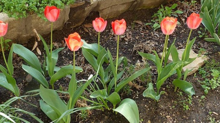 Čím na jaře pohnojit tulipány, aby bohatě kvetly a zbarvily se
