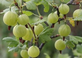 Obří plody angreštu spolehlivě zařídí amoniak s peroxidem