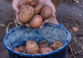 Aby se letos vaše bramborová úroda opravdu povedla, musíte se soustředit už na její začátek. Předkličování je opravdu důležité.