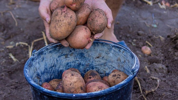 Aby se letos vaše bramborová úroda opravdu povedla, musíte se soustředit už na její začátek. Předkličování je opravdu důležité.