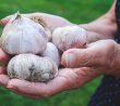 Palice česneku velké jako dětská pěst – pomůže vám močovina