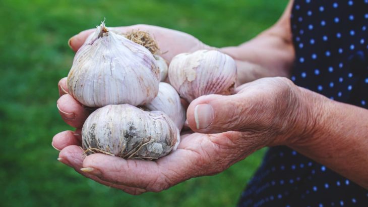 Palice česneku velké jako dětská pěst – pomůže vám močovina