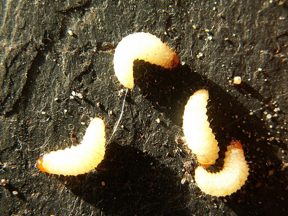 larvy lalokonosce