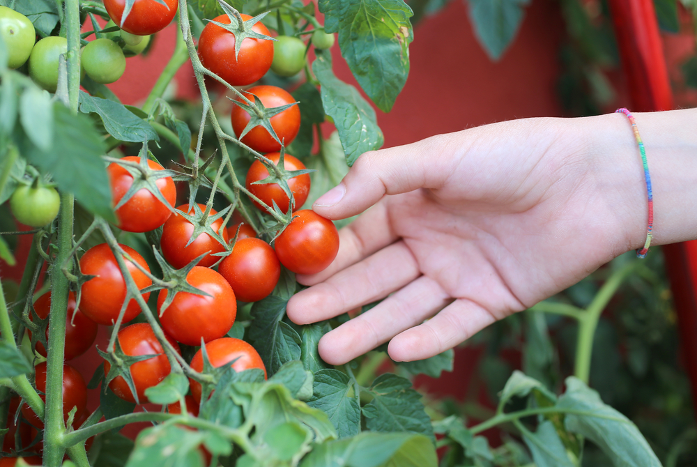 Velká úroda cherry rajčat