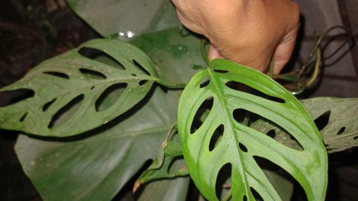 Monstera adansonii patří mezi raritky – naučte se ji správně pěstovat